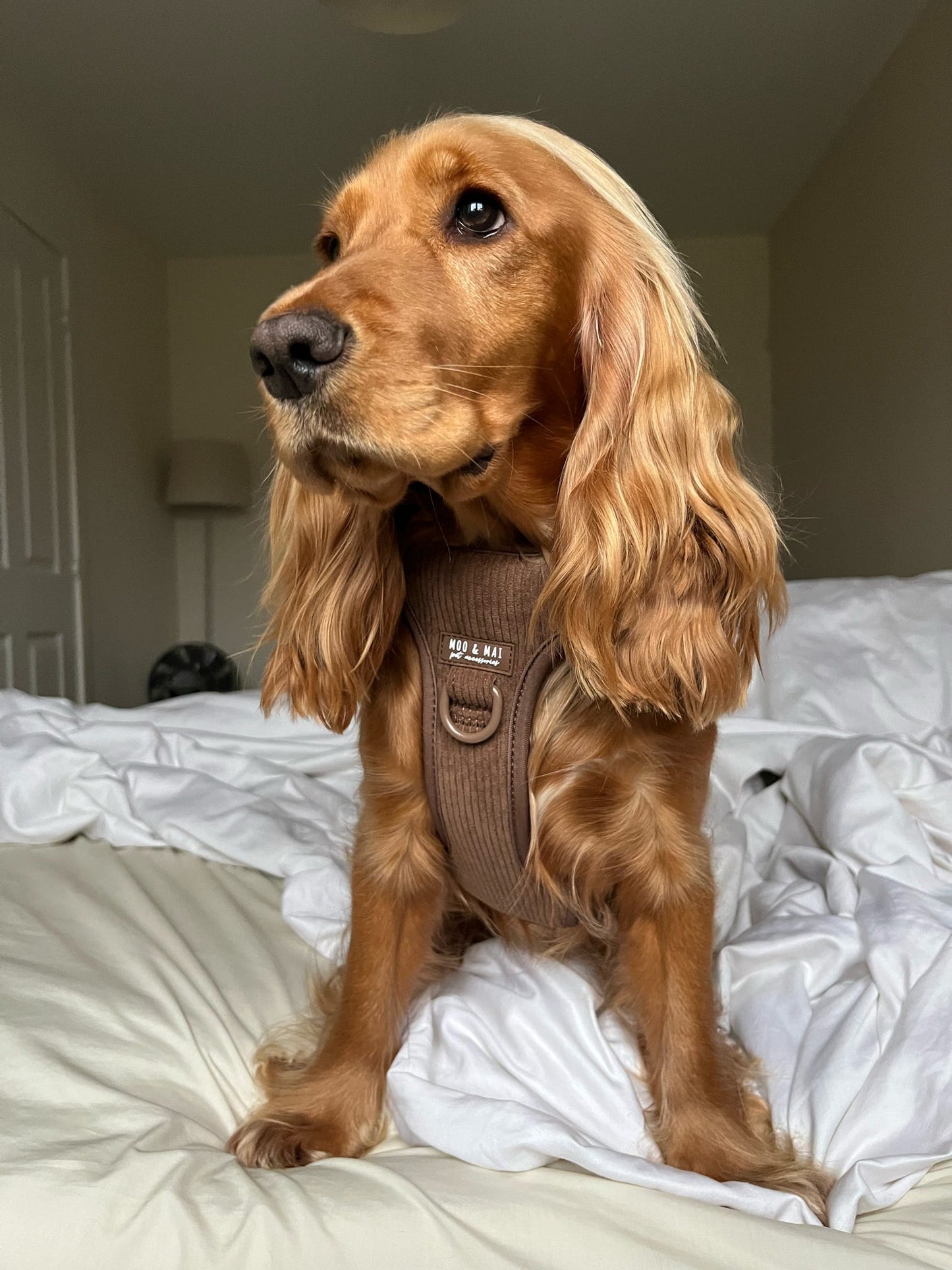 New ‘Choc Chip’ 3 Click Harness