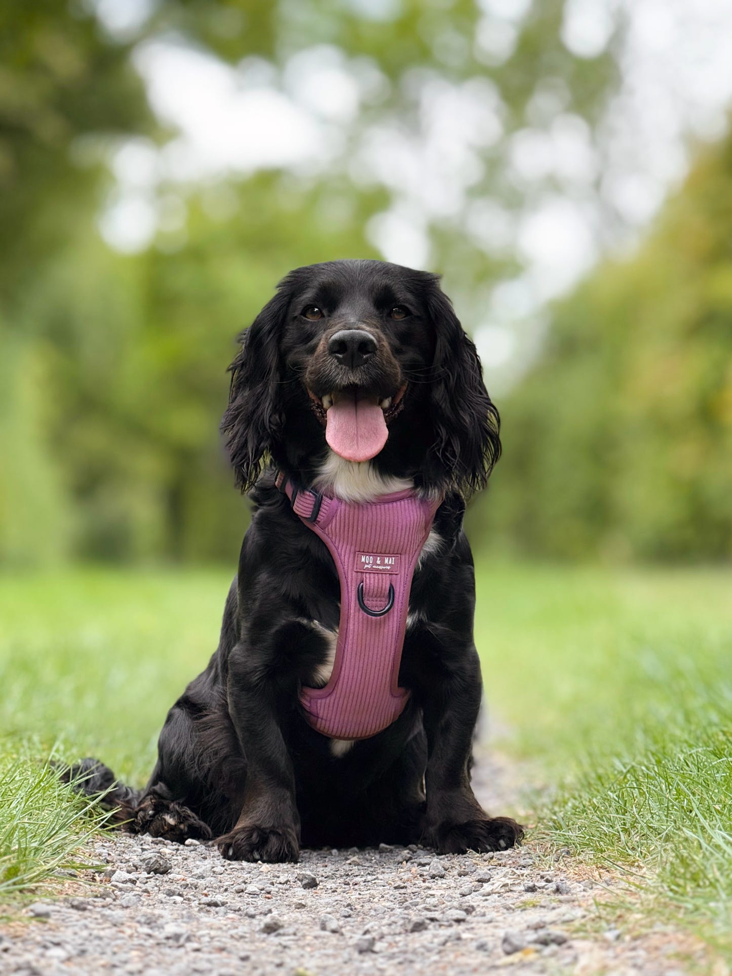 'Raspberry Ripple' - 3 Piece Walkies Bundle