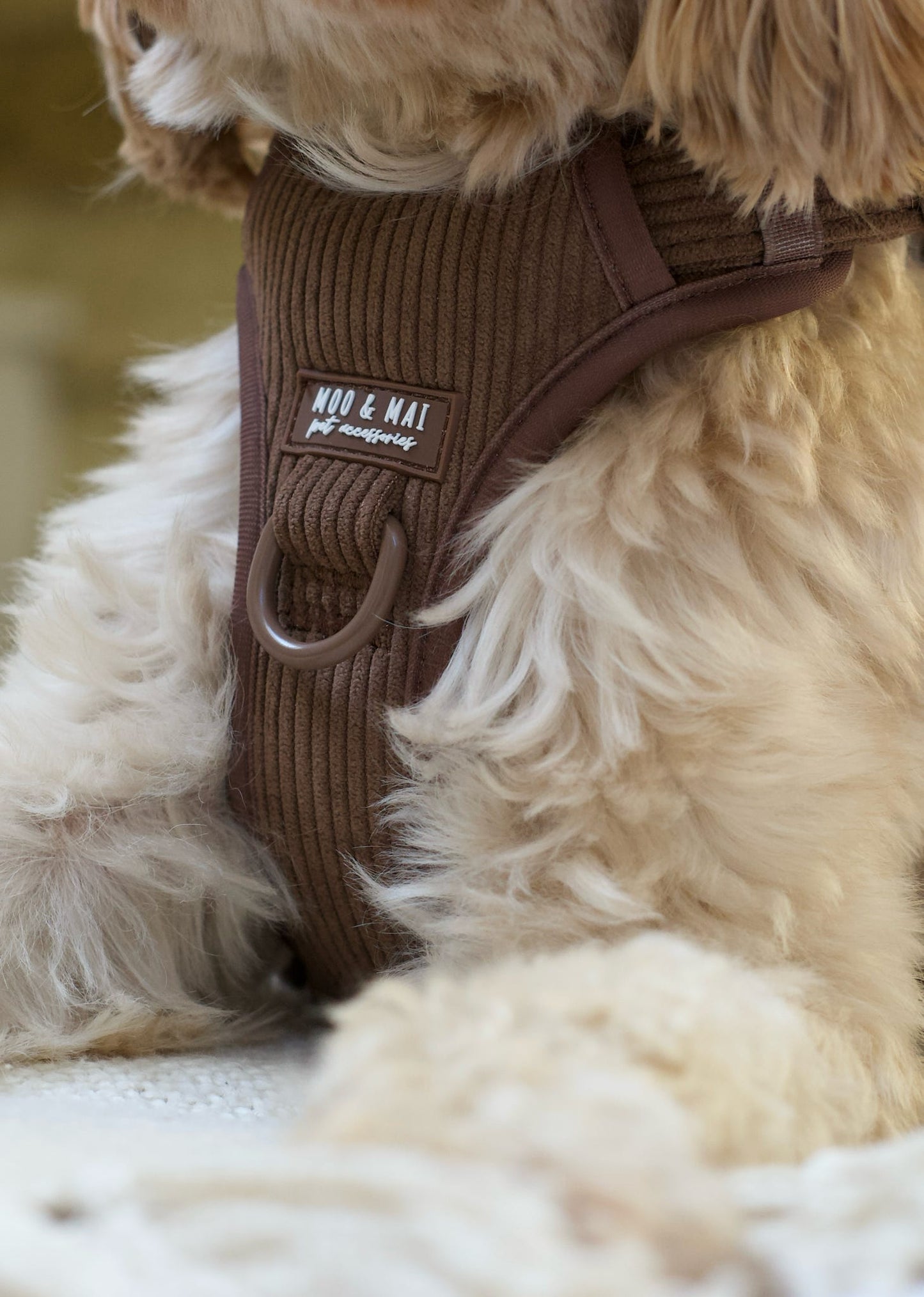 New ‘Choc Chip’ 3 Click Harness