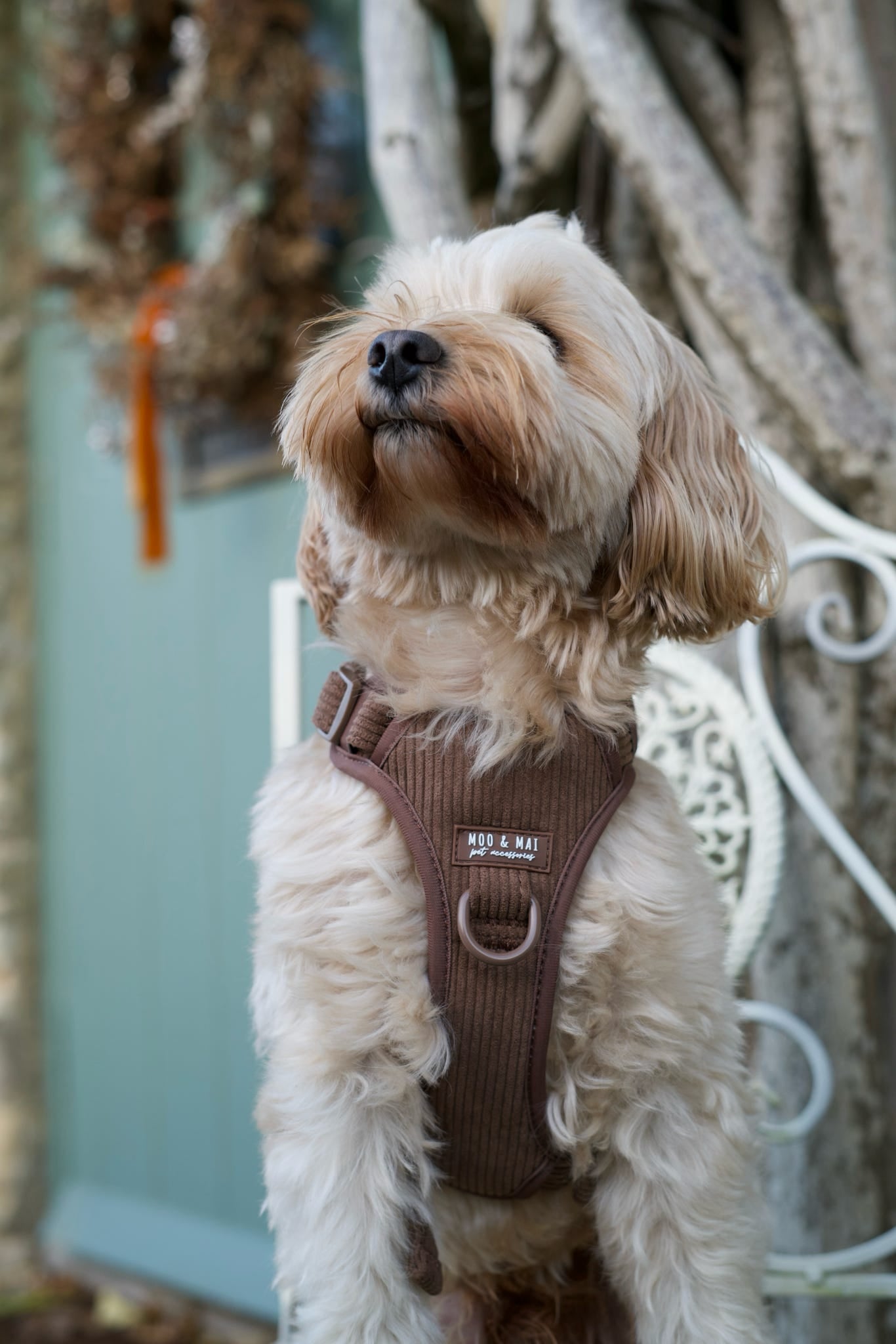 Ultimate 5 Piece Walkies Bundle ‘Choc Chip’