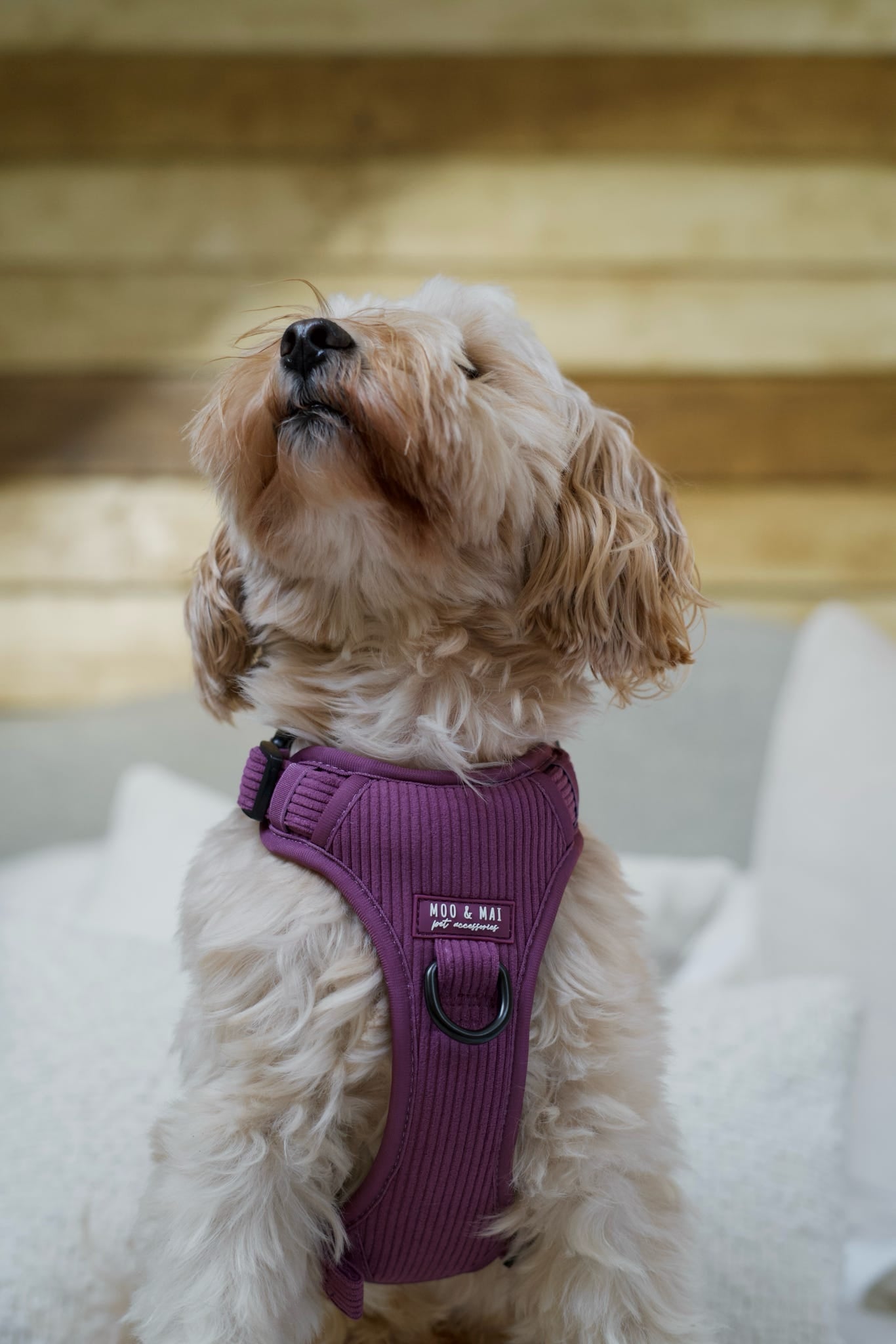 New ‘Frosted Plum’ 3 Click Harness