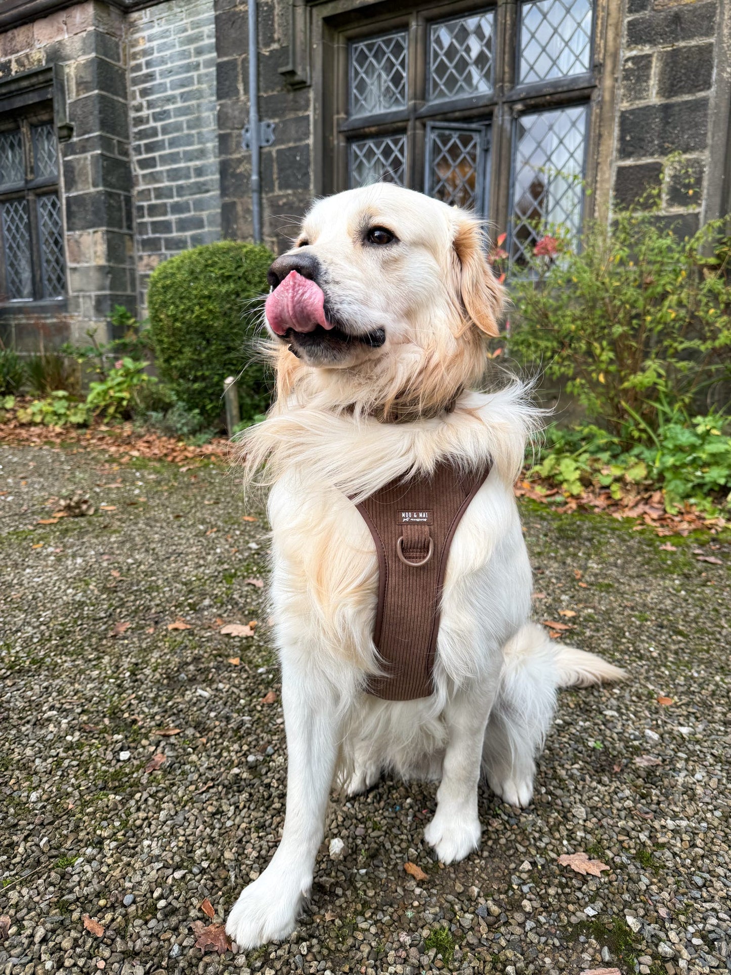 New ‘Choc Chip’ 3 Click Harness