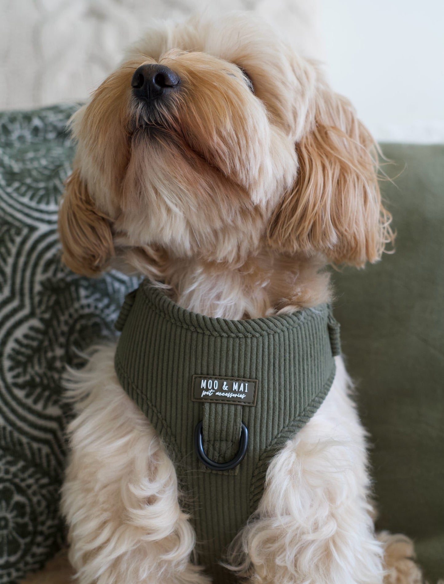 ‘Olive Branch’ Adjustable Harness