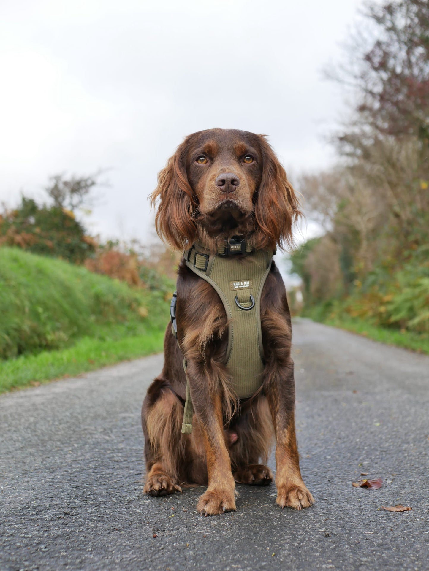 New ‘Olive Branch’ 3 Click Harness