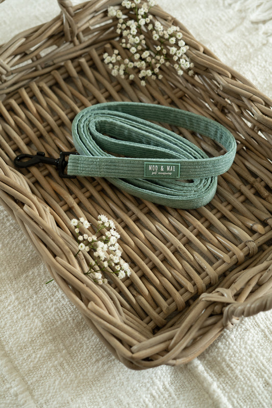 'Peppermint Tides' Lead