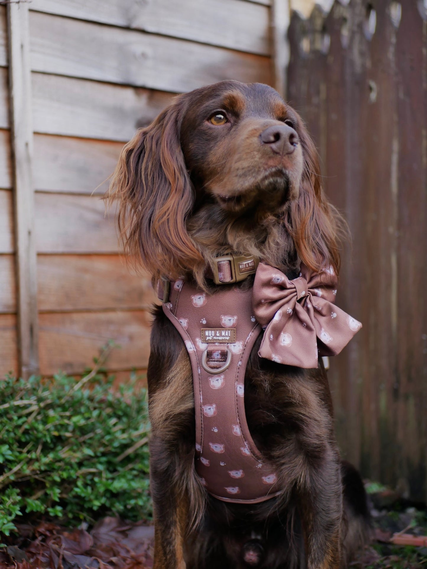 NEW ‘Beary Cute’ 3 Click Harness