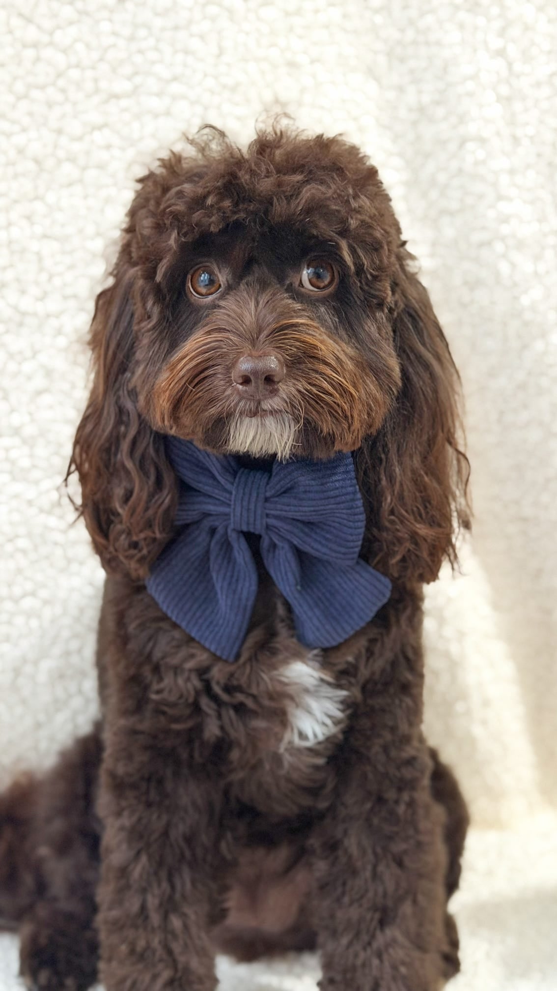 New ‘Navy Noir’ Sailor Bow