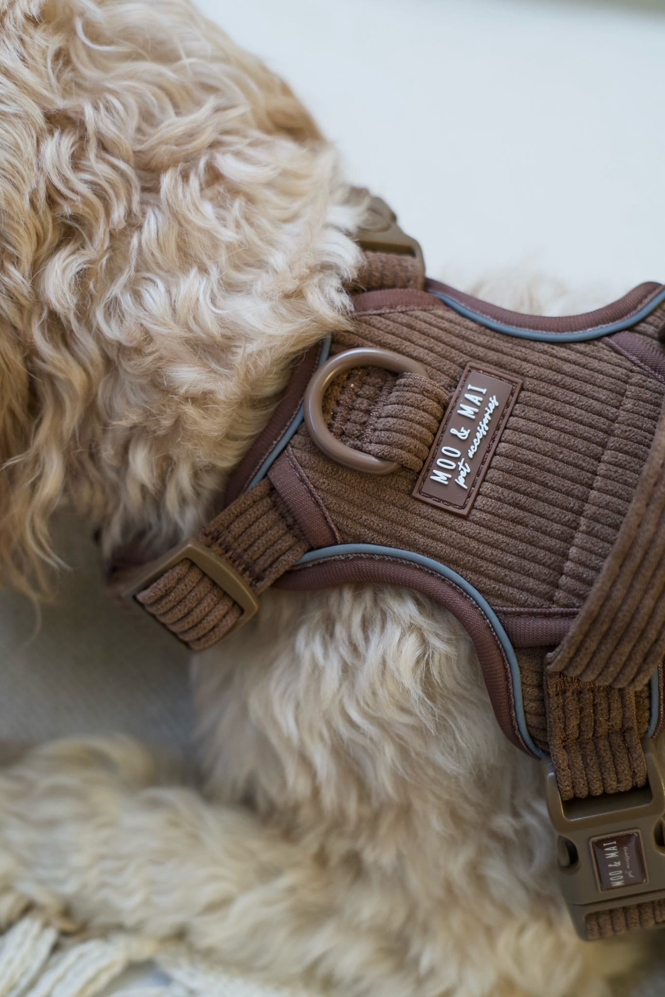 New ‘Choc Chip’ 3 Click Harness