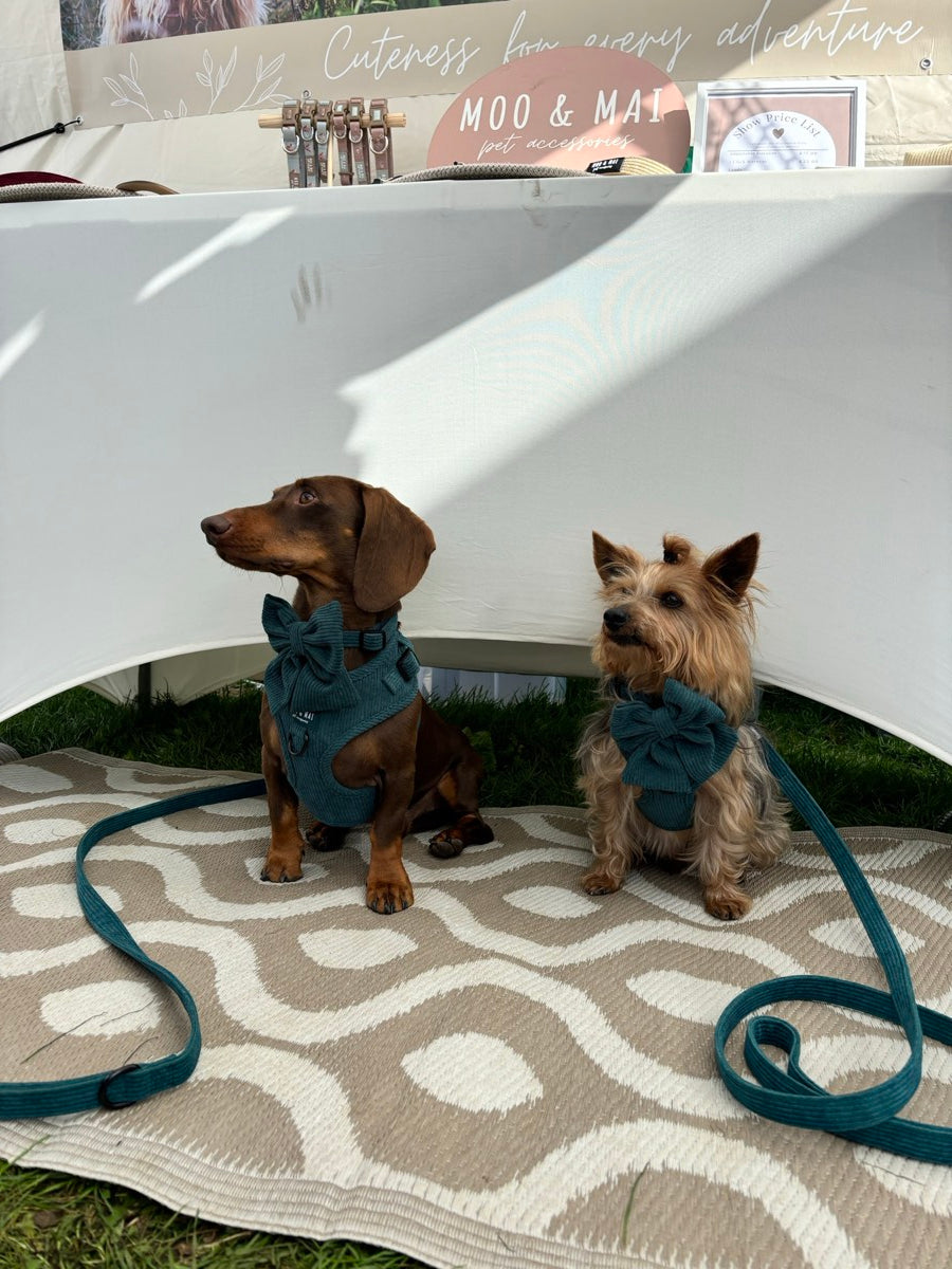 Moo and Mai out and about at a dog event